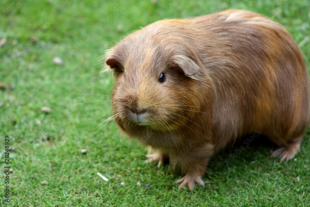 Meerschwein auf Wiese Meerschwein auf Wiese