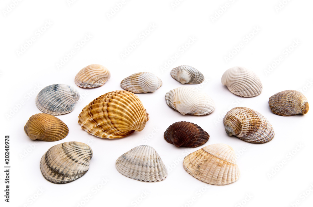 Muschelsammlung Muschelsammlung