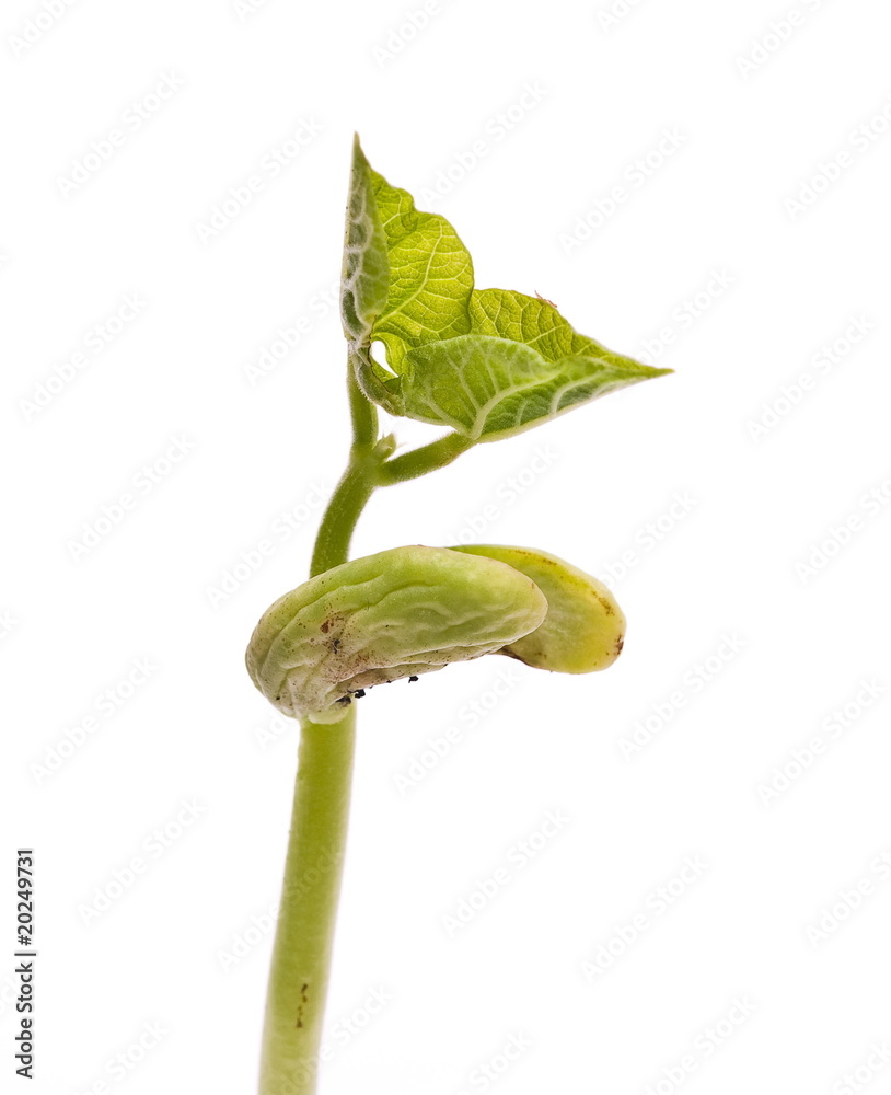 Obraz premium Bean sprout