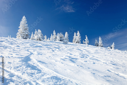 Fototapeta Naklejka Na Ścianę i Meble -  Winter trees in mountains covered with snow