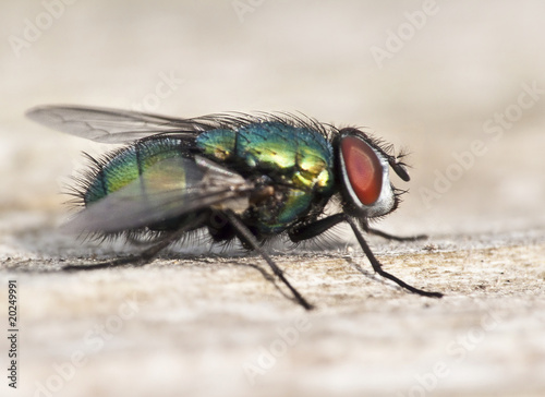 Schmeißfliege photo