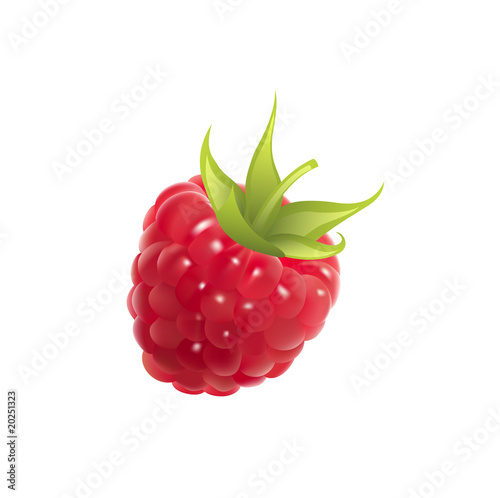 raspberry vector illustration
