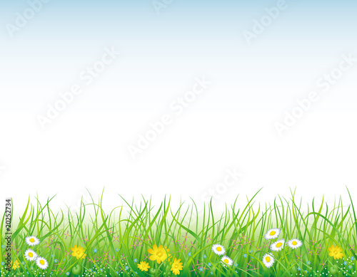 Background with the grass and flowers