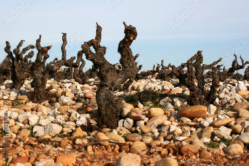 Plants de vigne photo