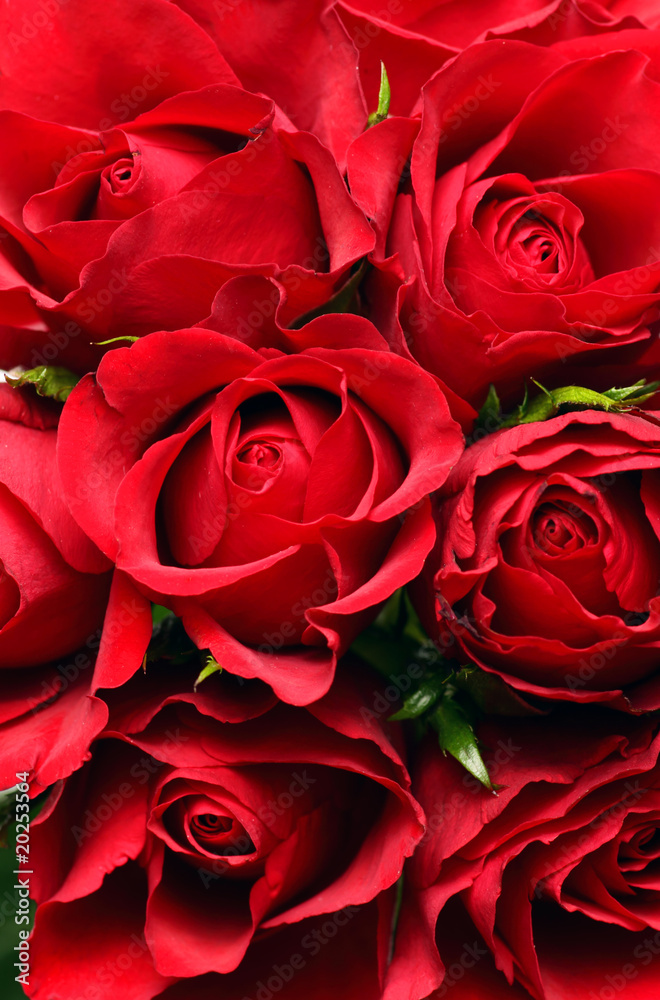 Naklejka premium Rote Rosen