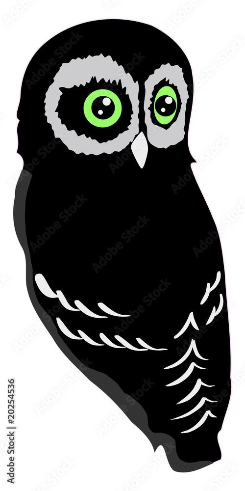 Fototapeta premium owl