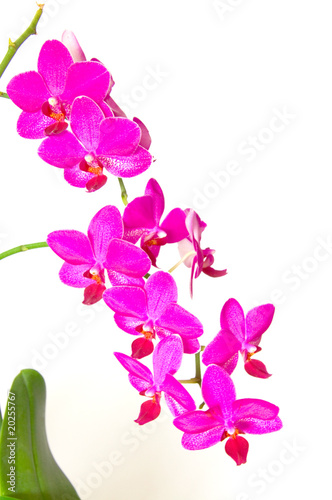 Orchidee