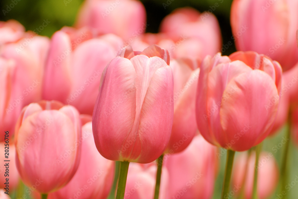 Tulip in Bloom Tulip in Bloom