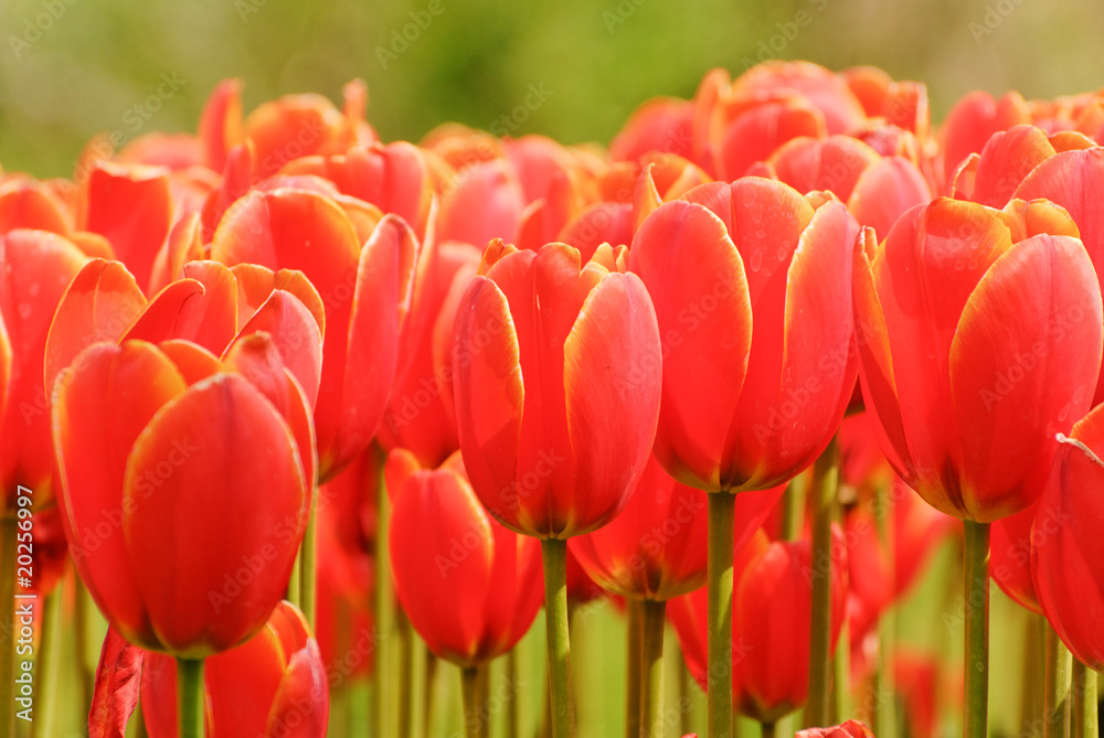 Soft Pink Tulip Petal Heads Soft Pink Tulip Petal Heads