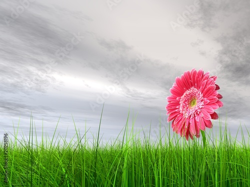 High resolution pink flower in green grass with gray sky