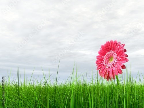 High resolution pink flower in green grass with blue sky