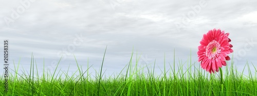 High resolution pink flower in green grass with blue sky