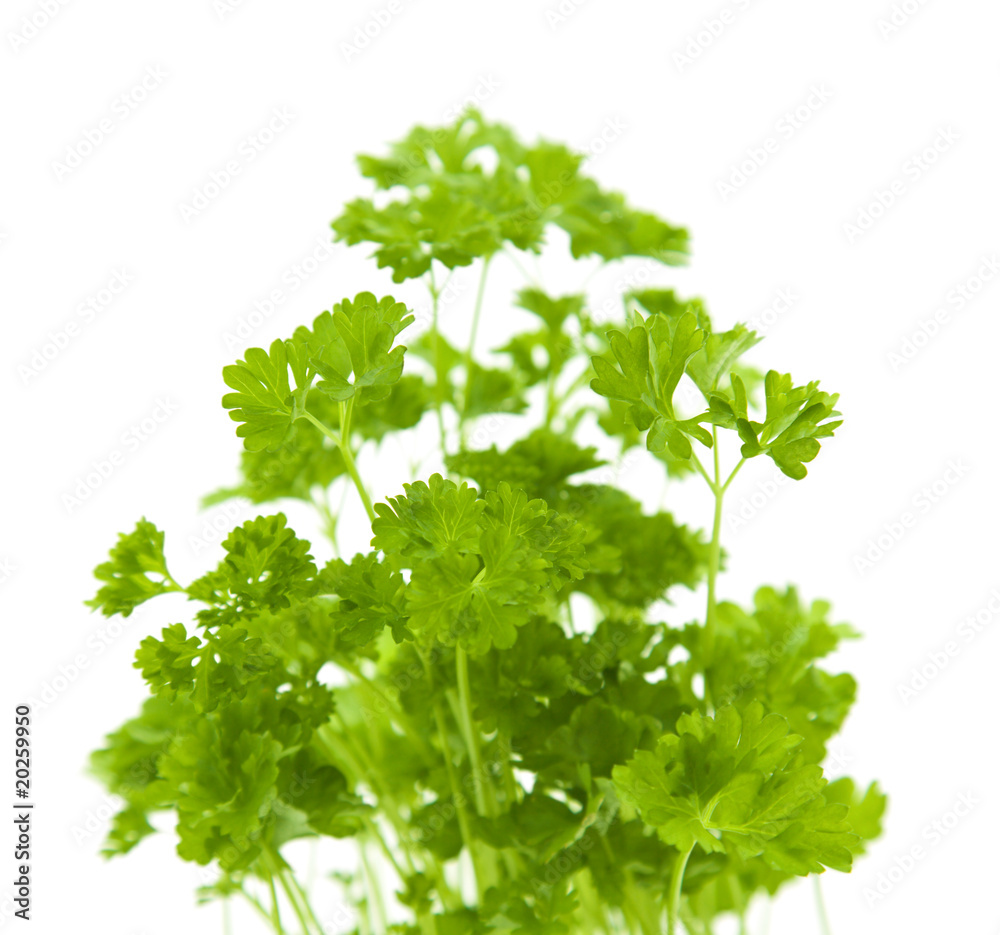 growing young curley parsley plants isolated on white growing young curley parsley plants isolated on white