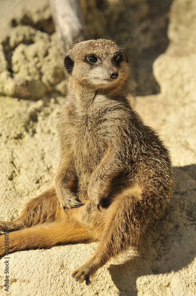 Fototapeta premium Suricate