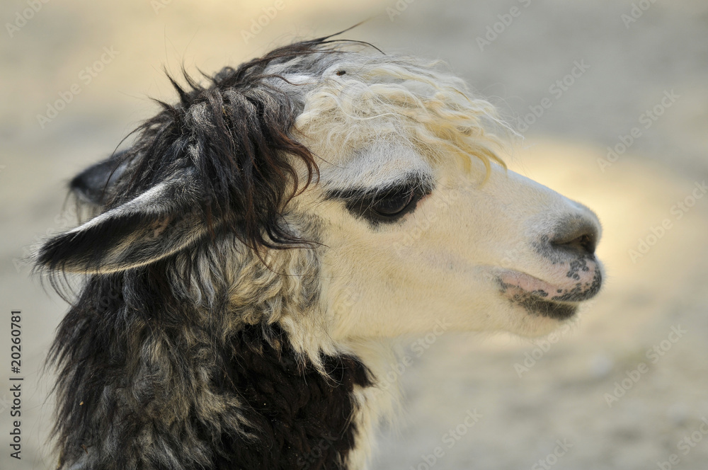 Portrait de Lama