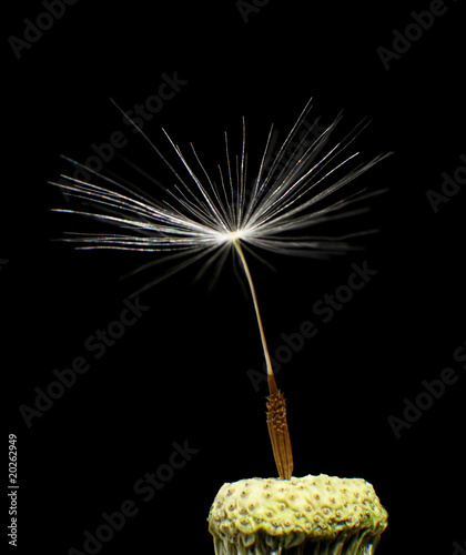 Dandelion with one seed left