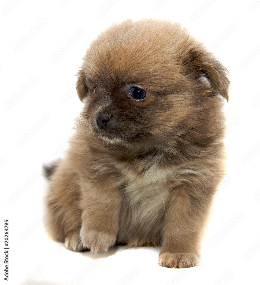 Obraz premium Chihuahua dog on white background
