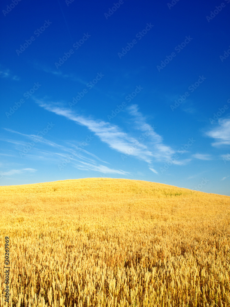 wheat fielf