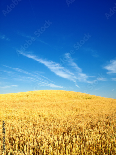 wheat fielf