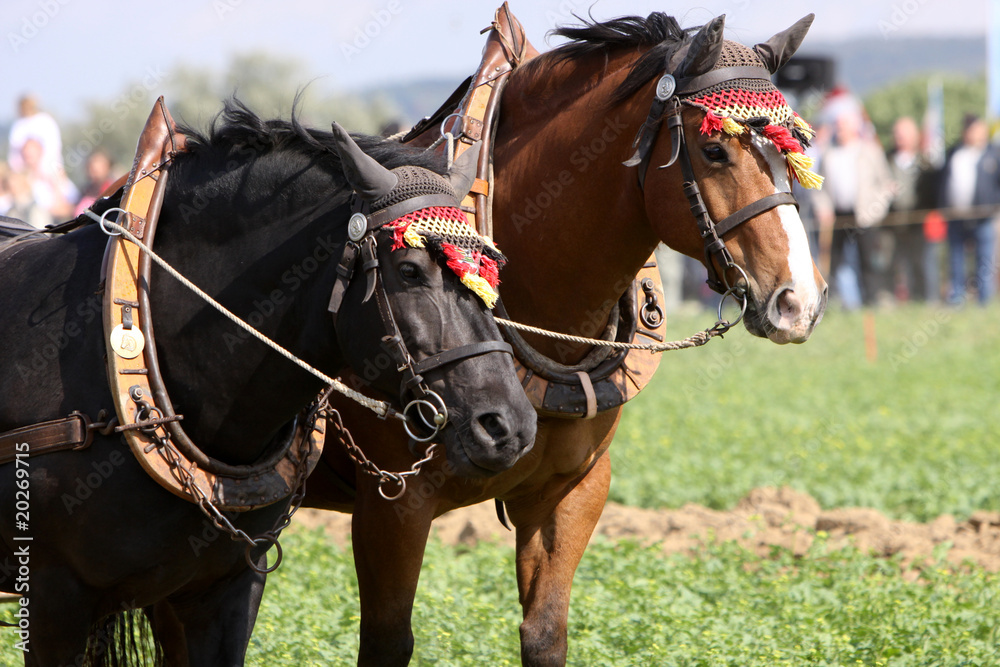 Obraz premium Gespann mit Haflinger-Mischlingen