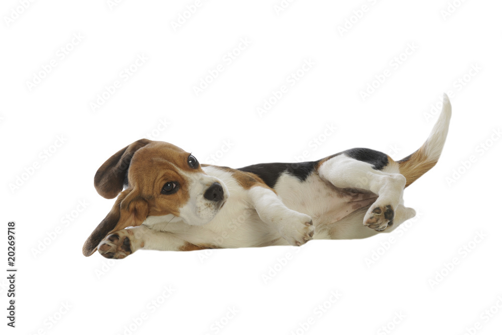 position détendue d'un chiot beagle en studio sur fond blanc