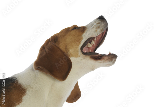 Fototapeta Naklejka Na Ścianę i Meble -  beagle en trains d'aboyer et de japper joyeusement