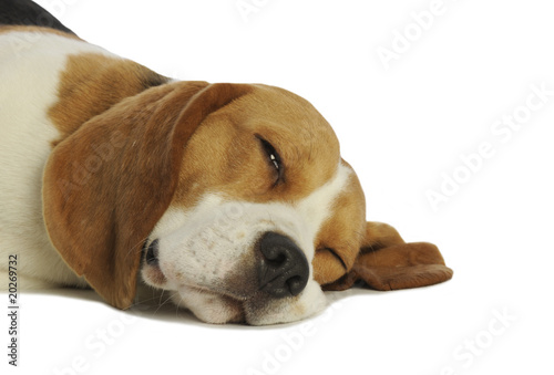 Fototapeta Naklejka Na Ścianę i Meble -  gros plan de la tête d'un beagle les yeux fermés - sommeil