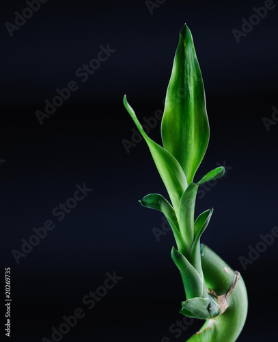 Lucky bamboo photo