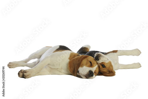 deux chien de race beagle allongés l'un contre l'autre