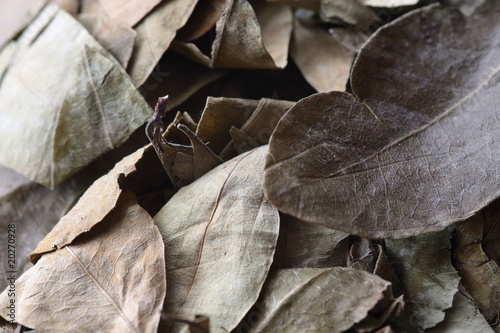 leaves of coca