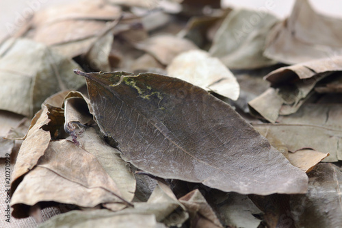 leaf of coca