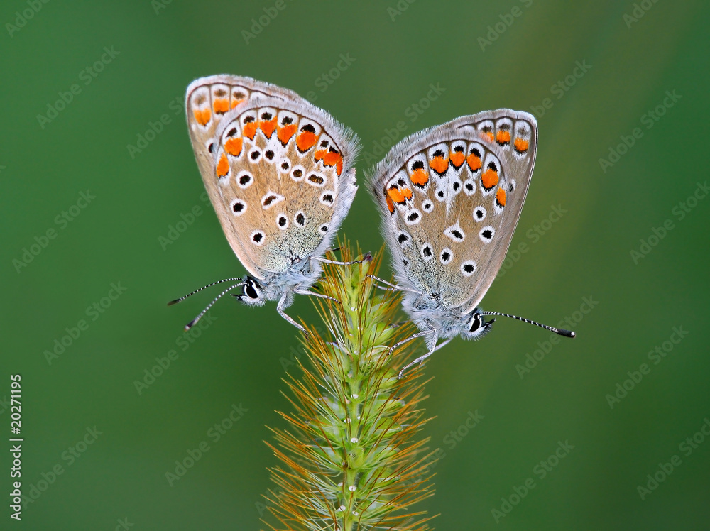 Obraz premium Couple of Lycaenid butterflies on an ear