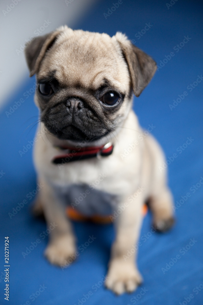 cagnolino cagnolino