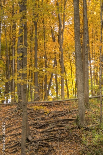 A forest full of yelow autumn colors.