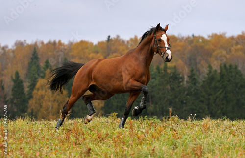 Running horse and autumn landscape
