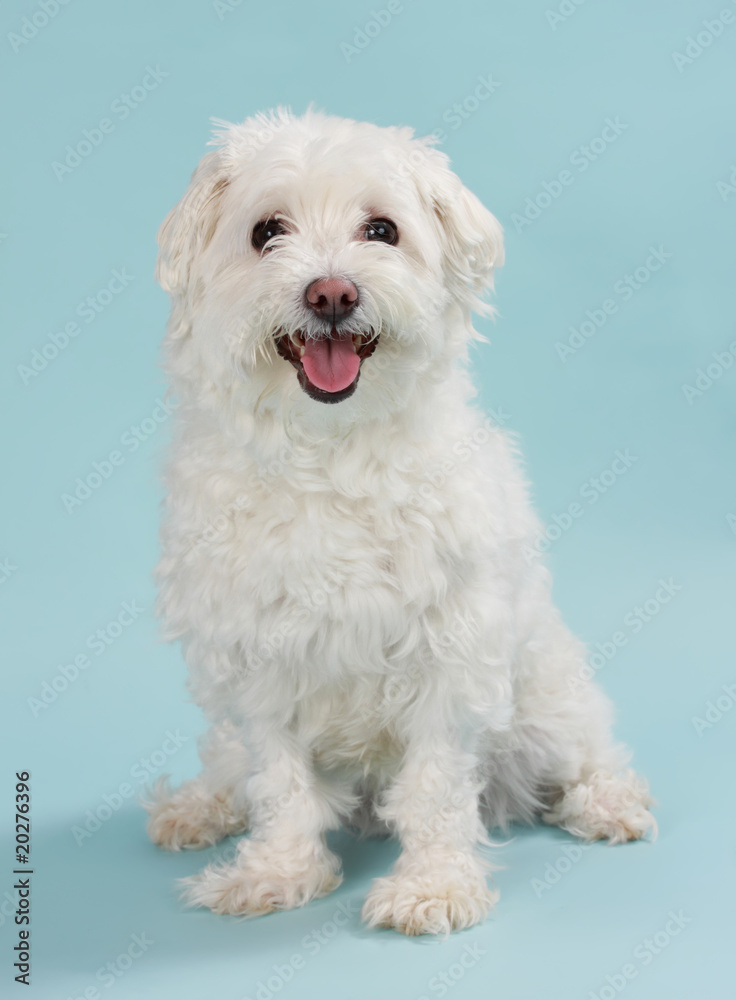 white bichon