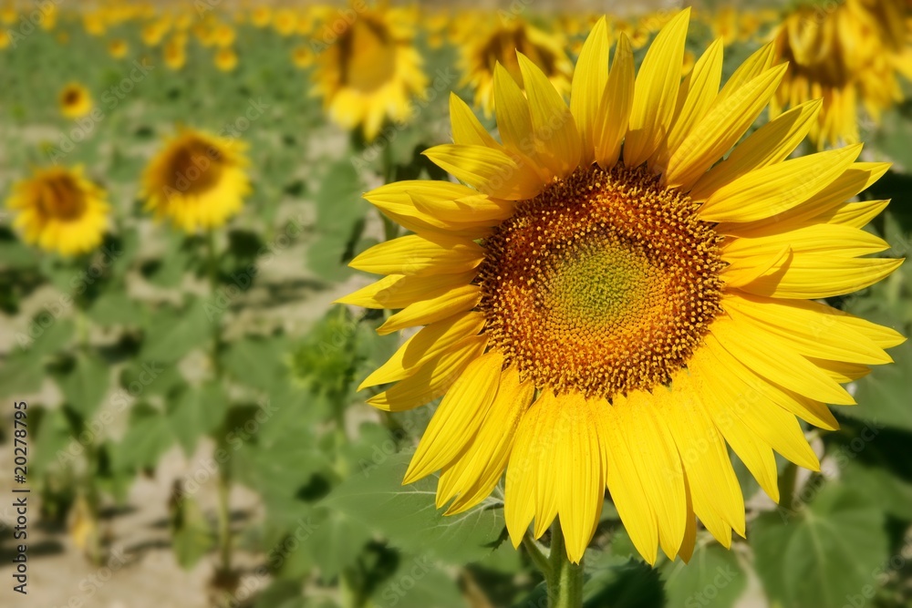 Sunflower plantation vibrant yellow flowers