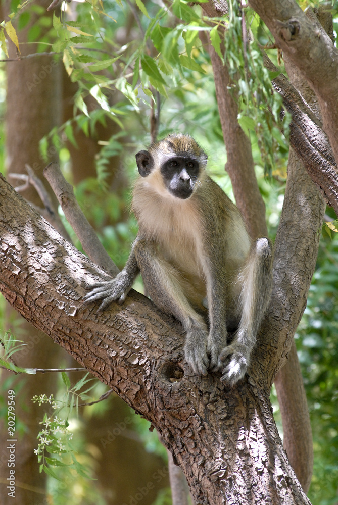 Obraz premium green monkey in a tree in senegal