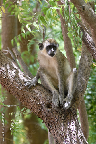 green monkey in a tree in senegal