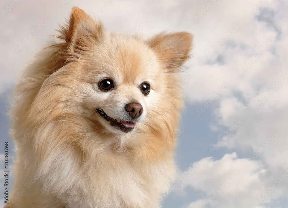 Pomeranian Pomeranian