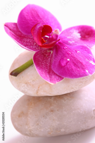 orchidee,steine