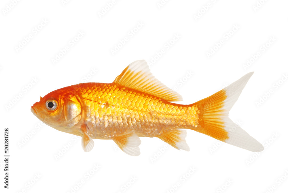 Isolated White Tip Gold Fish