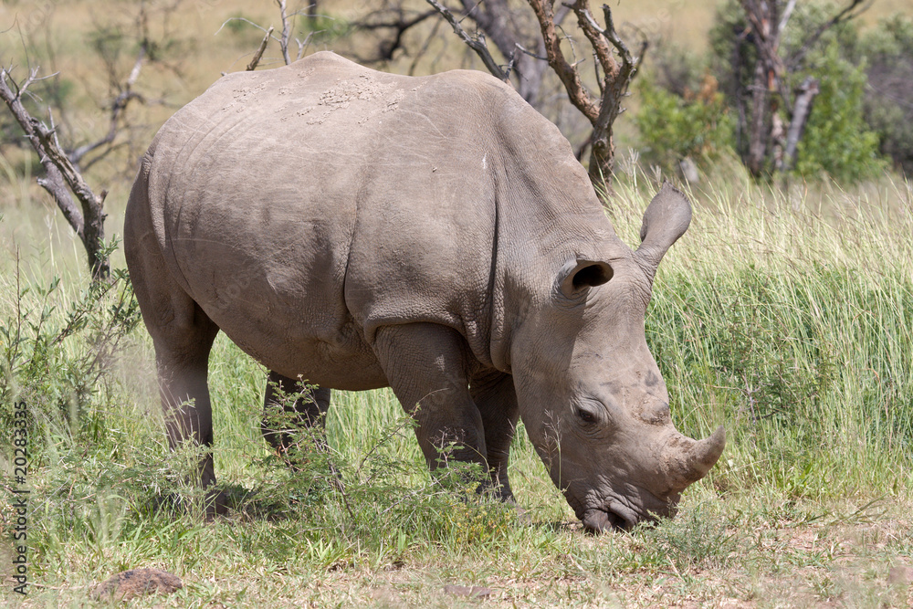 White Rhino