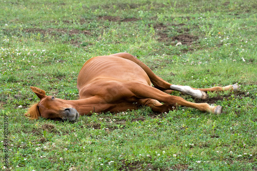 Sleeping red horse