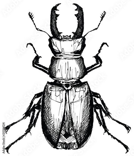 Lucanus cervus (Stag beetle)