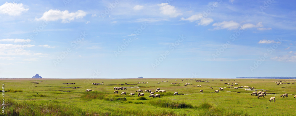 salted lamb on pasture. Mont Saint Michel in the background
