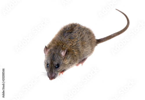 Portrait of a young rat © Maslov Dmitry