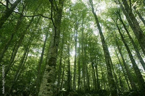 Beech green magic forest woods