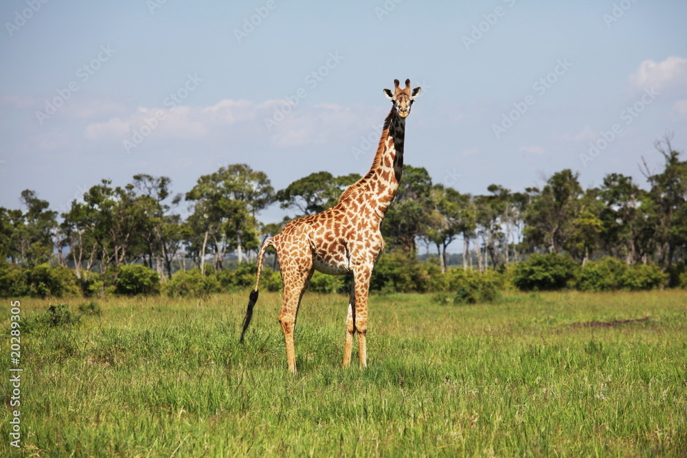 Obraz premium Girafe in grass