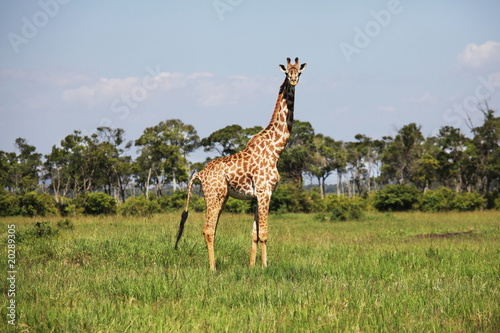 Girafe in grass
